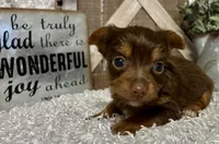 SUSIE, a female Yorkshire Terrier for sale in Sharon, KS – 4 of 7