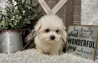 ANDY, a male Maltese for sale in Sharon, KS – 4 of 8
