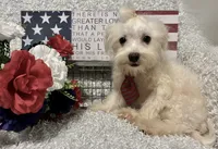 RALPHIE, a male Maltese for sale in Sharon, KS – 6 of 10