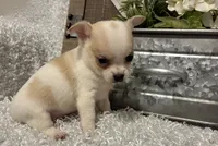 CHICO, a male Chihuahua for sale in Sharon, KS – 5 of 7