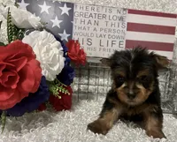 RUFUS, a male Yorkshire Terrier for sale in Sharon, KS – 3 of 10