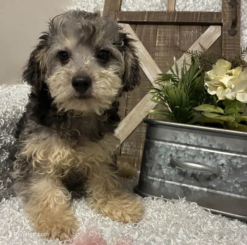 MILTON – Poodle - Toy  puppy for sale in Sharon, KS