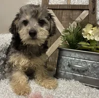 MILTON, a male Poodle - Toy  for sale in Sharon, KS – 1 of 10