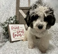 PRINCE, a male Poodle - Miniature  for sale in Sharon, KS – Photo 2 of 9