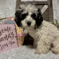 PRINCE, a male Poodle - Miniature  for sale in Sharon, KS – Photo 3 of 7