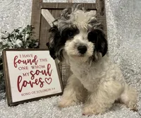 PRINCE, a male Poodle - Miniature  for sale in Sharon, KS – Photo 4 of 9