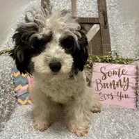 PRINCE, a male Poodle - Miniature  for sale in Sharon, KS – Photo 5 of 7