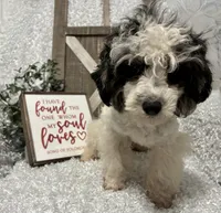 PRINCE, a male Poodle - Miniature  for sale in Sharon, KS – Photo 8 of 9