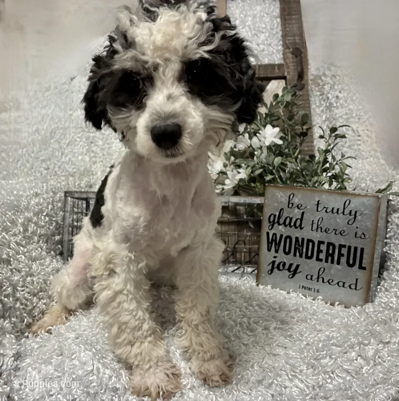 PRINCE – Poodle - Miniature  puppy for sale in Sharon, KS