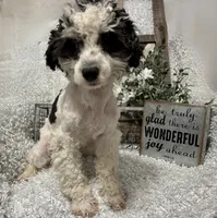 PRINCE, a male Poodle - Miniature  for sale in Sharon, KS – 1 of 8