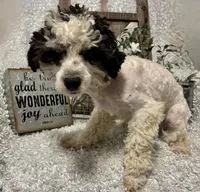 PRINCE, a male Poodle - Miniature  for sale in Sharon, KS – 3 of 8