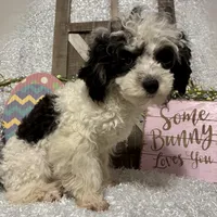 PRINCE, a male Poodle - Miniature  for sale in Sharon, KS – Photo 2 of 7