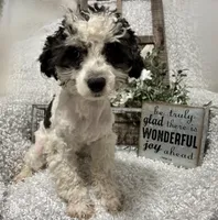 PRINCE, a male Poodle - Miniature  for sale in Sharon, KS – 5 of 8