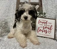 PRINCE, a male Poodle - Miniature  for sale in Sharon, KS – Photo 6 of 9