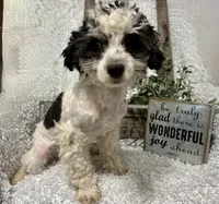 PRINCE, a male Poodle - Miniature  for sale in Sharon, KS – 6 of 8