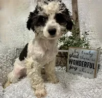 PRINCE, a male Poodle - Miniature  for sale in Sharon, KS – 2 of 8