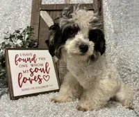 PRINCE, a male Poodle - Miniature  for sale in Sharon, KS – Photo 9 of 9