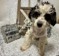 PRINCE, a male Poodle - Miniature  for sale in Sharon, KS – 8 of 8