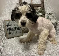 PRINCE, a male Poodle - Miniature  for sale in Sharon, KS – 7 of 8