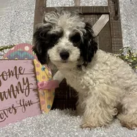 PRINCE, a male Poodle - Miniature  for sale in Sharon, KS – Photo 7 of 7