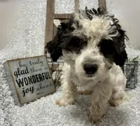 PRINCE, a male Poodle - Miniature  for sale in Sharon, KS – 4 of 8