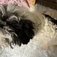 PRINCE, a male Poodle - Miniature  for sale in Sharon, KS – Photo 4 of 7