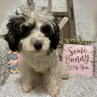 PRINCE, a male Poodle - Miniature  for sale in Sharon, KS – Photo 1 of 7