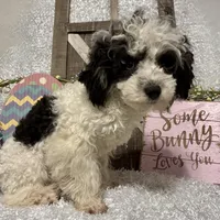 PRINCE, a male Poodle - Miniature  for sale in Sharon, KS – Photo 6 of 7