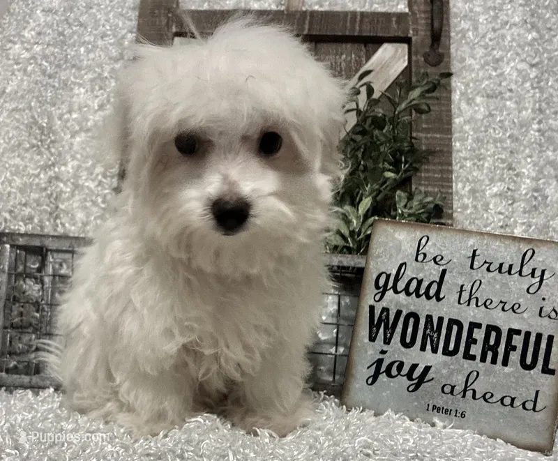 OLLIE – Maltese puppy for sale in Sharon, KS