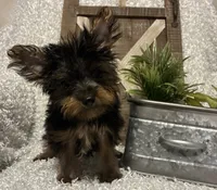 BRUTUS, a male Yorkshire Terrier for sale in Sharon, KS – 8 of 8