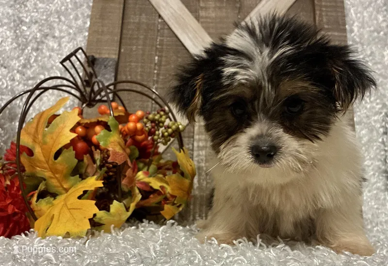 0RE0 – Yorkshire Terrier puppy for sale in Sharon, KS