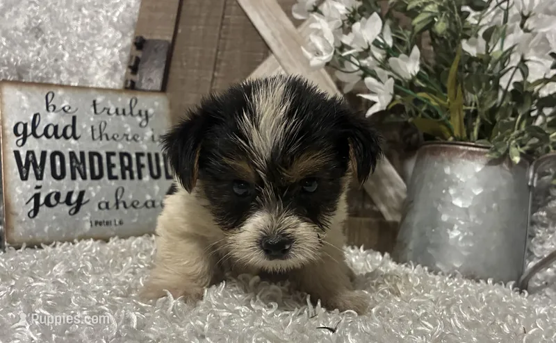 0RE0 – Yorkshire Terrier puppy for sale in Sharon, KS