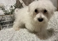 OLLIE, a male Maltese for sale in Sharon, KS – 7 of 8