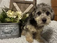 MILTON, a male Poodle - Toy  for sale in Sharon, KS – 5 of 10