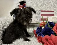 DOTTIE, a female Yorkipoo for sale in Sharon, KS – 5 of 10
