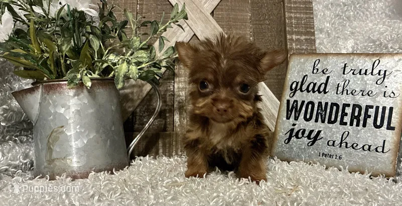 TINY TAMMY – Yorkshire Terrier puppy for sale in Sharon, KS