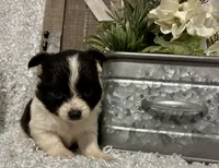 BUCEE', a male Chihuahua for sale in Sharon, KS – 7 of 8