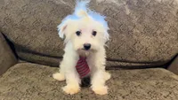 RALPHIE, a male Maltese for sale in Sharon, KS – 7 of 10