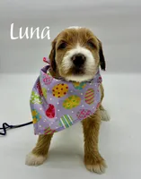 Luna, a female Miniature Goldendoodle for sale in Travelers Rest, SC – Photo 4 of 6