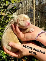 Luna, a female Miniature Goldendoodle for sale in Travelers Rest, SC – Photo 2 of 6