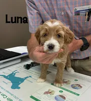 Luna, a female Miniature Goldendoodle for sale in Travelers Rest, SC – Photo 6 of 6
