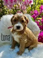 Luna, a female Miniature Goldendoodle for sale in Travelers Rest, SC – Photo 1 of 6