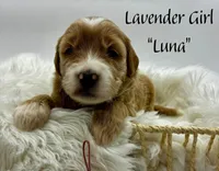Luna, a female Miniature Goldendoodle for sale in Travelers Rest, SC – Photo 5 of 6