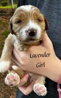 Luna, a female Miniature Goldendoodle for sale in Travelers Rest, SC – Photo 3 of 6
