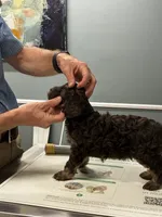 Blue Boy, a male Cavapoo for sale in Travelers Rest, SC – 4 of 8