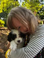 Red Boy, a male Cavapoo for sale in Travelers Rest, SC – 2 of 7