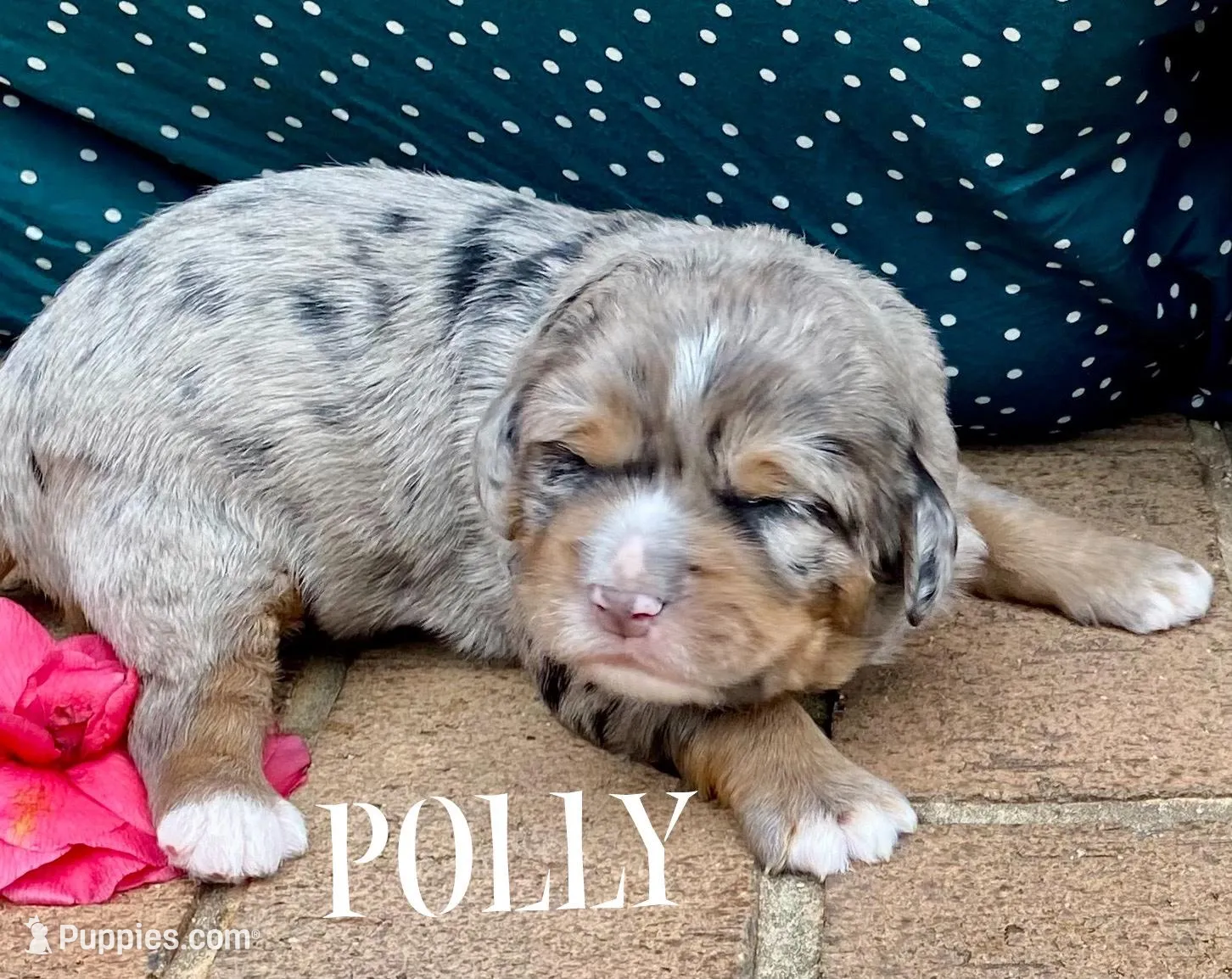 Polly, a female Bernedoodle for sale in Travelers Rest, SC – Photo 3 of 8