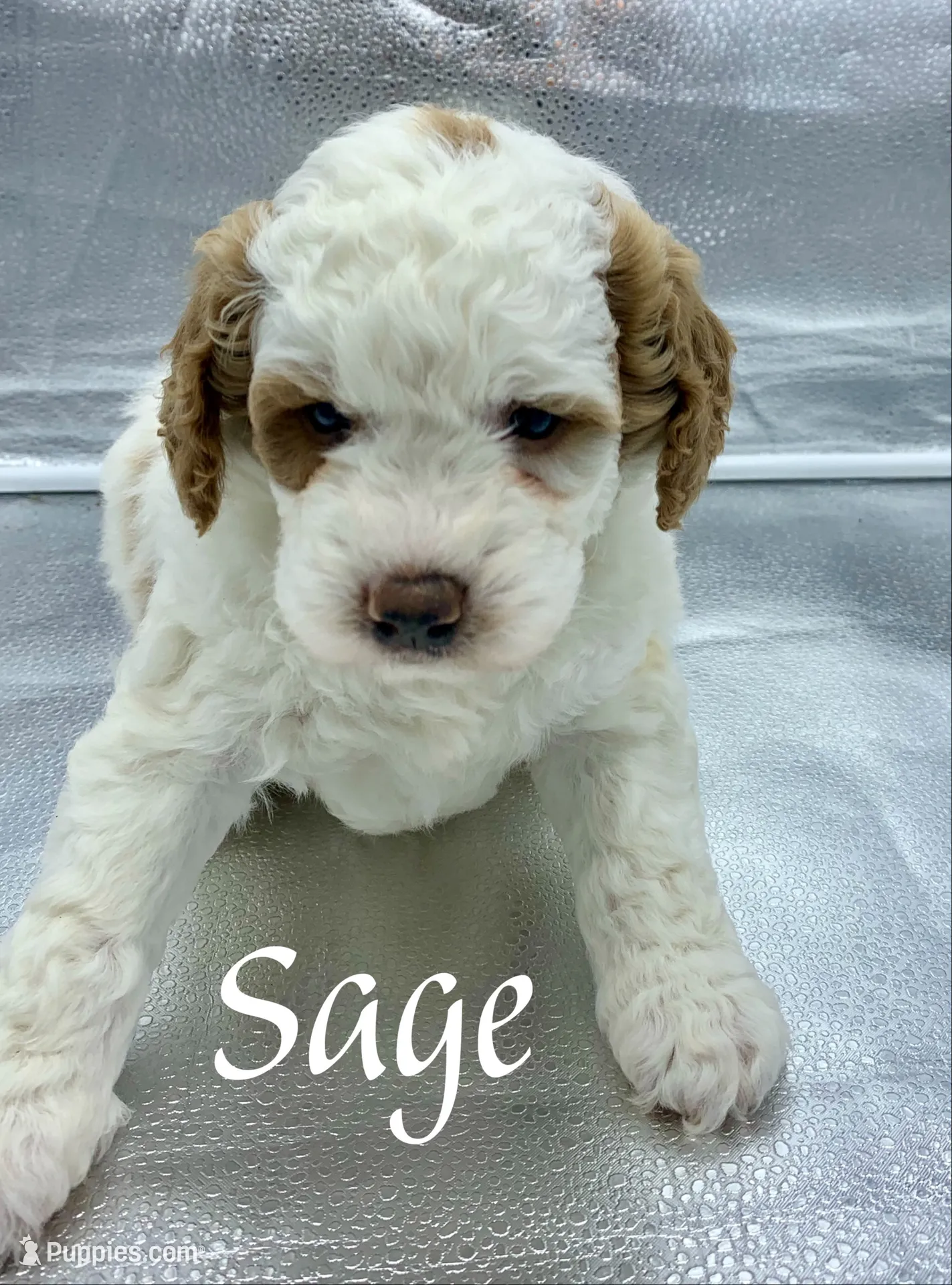 Sage, a female Golden Mountain Doodle for sale in Travelers Rest, SC – 4 of 7