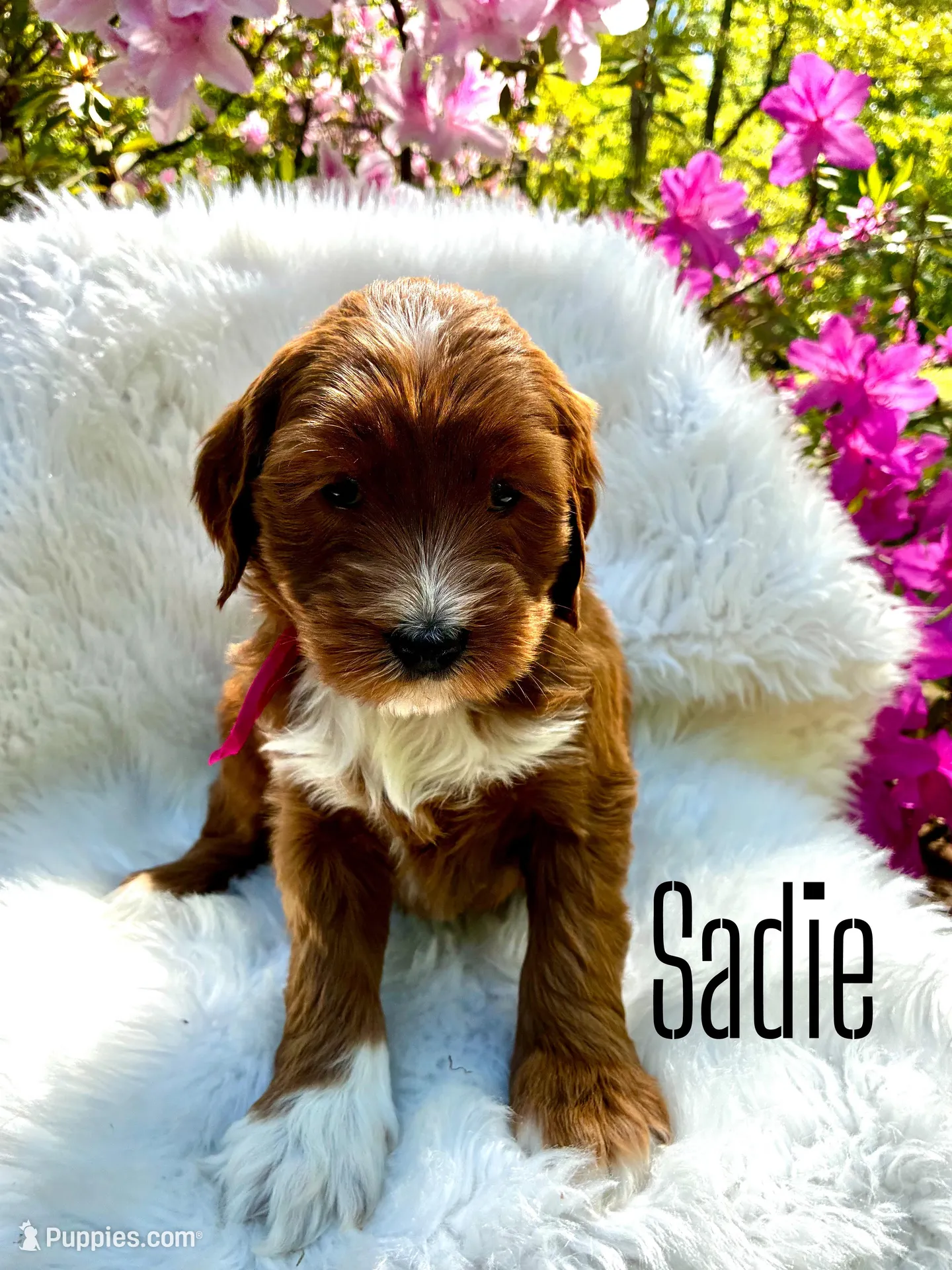 Sadie, a female Miniature Goldendoodle for sale in Travelers Rest, SC – Photo 1 of 6