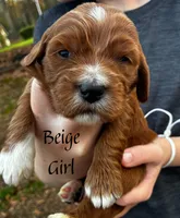Sadie, a female Miniature Goldendoodle for sale in Travelers Rest, SC – Photo 3 of 6